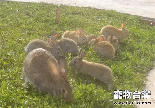 比利時兔的飼養環境