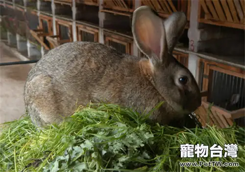 比利時兔的餵食要點(1圖)-寵物台灣