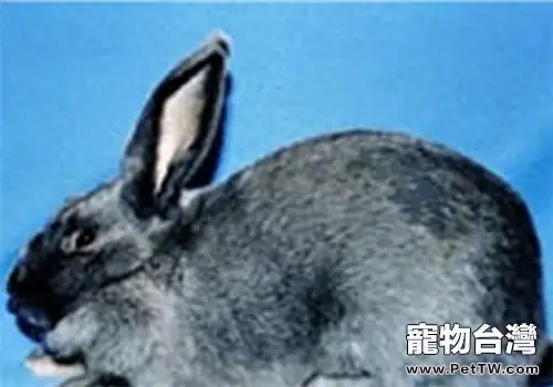 比華倫兔的外貌特徵(1圖)-寵物台灣