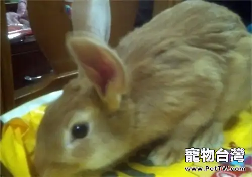 柏魯美路兔的品種簡介