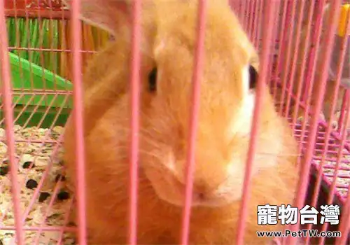 柏魯美路兔的選購及飼養要點(1圖)-寵物台灣