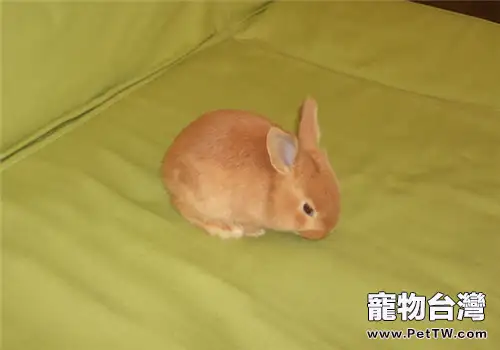 柏魯美路兔的飼養環境佈置(1圖)-寵物台灣