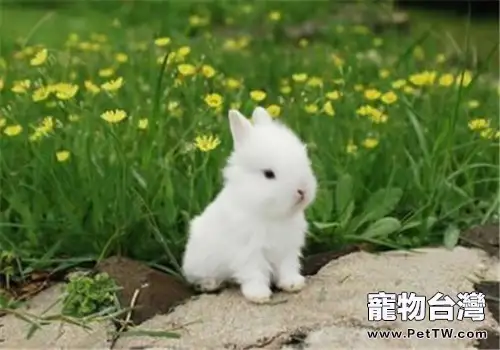 波蘭兔的品種簡介