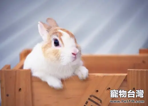 兔傳染性鼻炎的治療辦法 (1圖)-寵物台灣