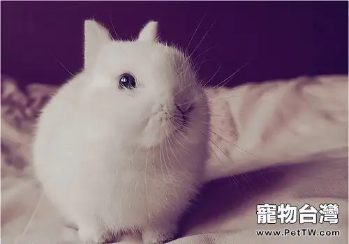 波蘭兔的外貌特徵