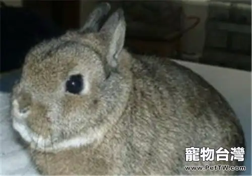 波蘭兔的護理知識