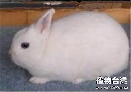 波蘭兔對環境的要求(1圖)-寵物台灣