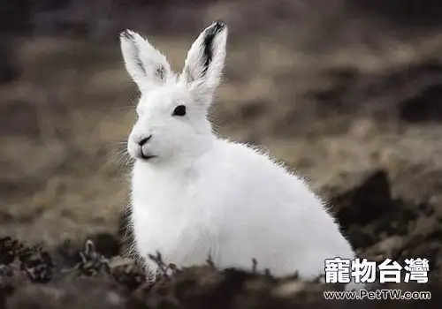 北極兔的外貌特徵