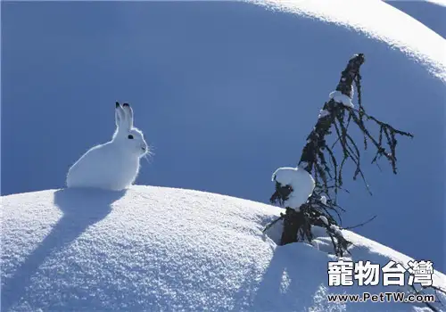 北極兔的護理要點