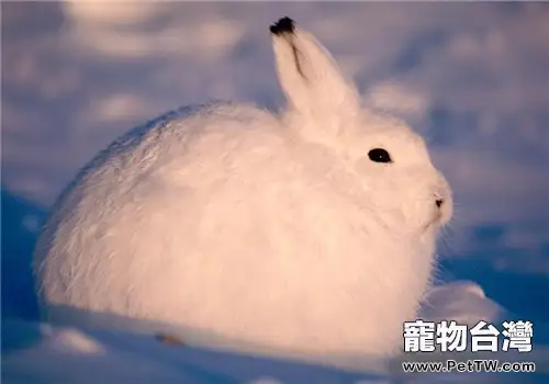 北極兔的生活環境