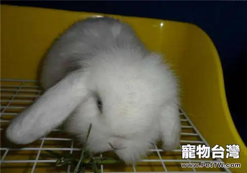 賓尼垂耳兔的品種簡介(1圖)-寵物台灣