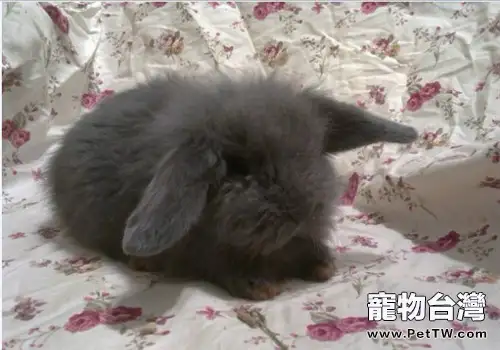 賓尼垂耳兔的外貌特徵