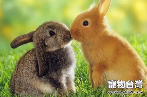 兔子為什麼會拉稀？