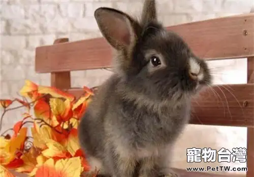 多瓦夫兔的品種簡介
