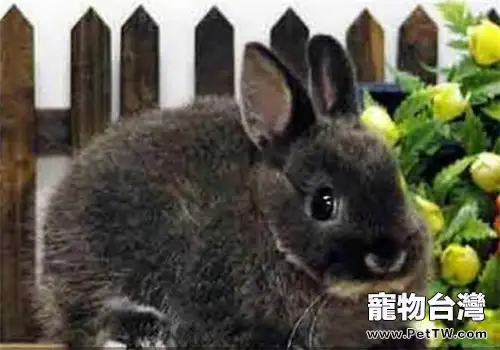 多瓦夫兔的生活環境(1圖)-寵物台灣