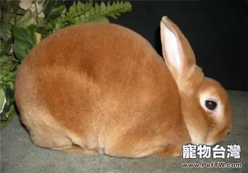 緞毛兔的品種簡介