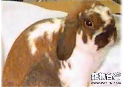 緞毛兔的護理常識(1圖)-寵物台灣
