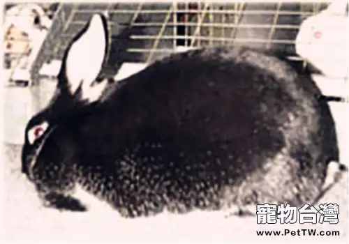 飼養緞毛兔的環境佈置