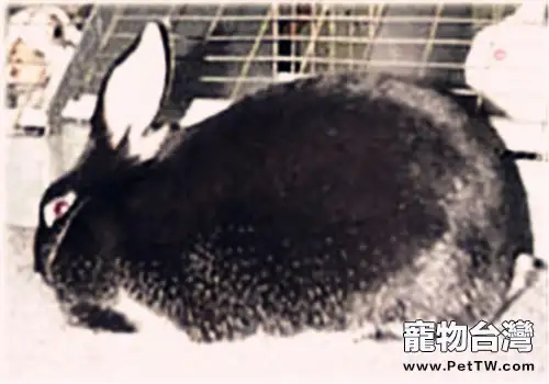 飼養緞毛兔的環境佈置(1圖)-寵物台灣
