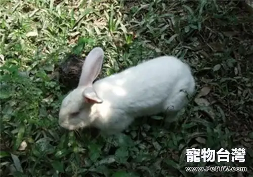 佛州大白兔品種簡介