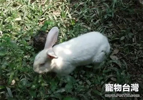 佛州大白兔品種簡介(1圖)-寵物台灣