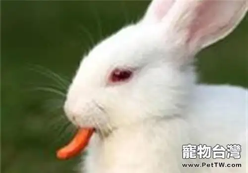 佛州大白兔的外貌特徵