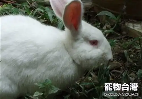 佛州大白兔的生活環境佈置(1圖)-寵物台灣