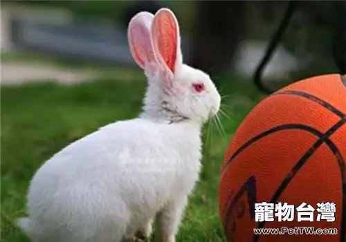 佛州大白兔的食物選擇(1圖)-寵物台灣