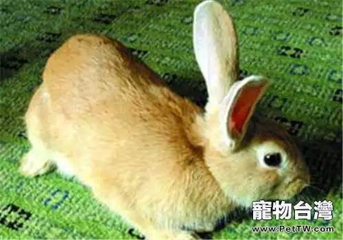福建黃兔的品種簡介(1圖)-寵物台灣
