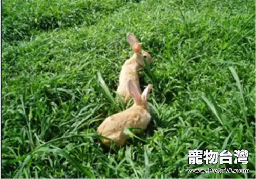 福建黃兔的形態特徵(1圖)-寵物台灣