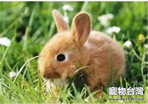 福建黃兔的飼養方法(1圖)-寵物台灣