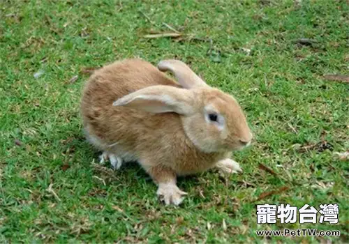 福建黃兔的餵食要點