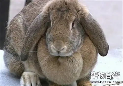 公羊兔的外貌特徵