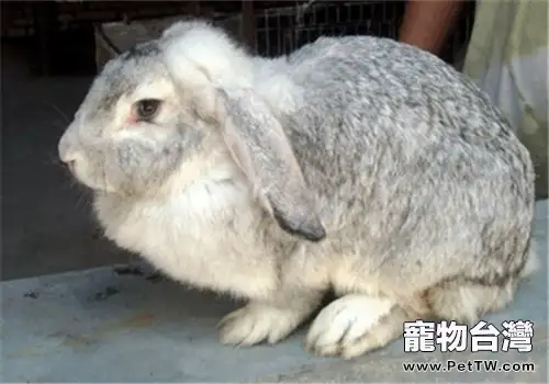 公羊兔的飼養方法介紹