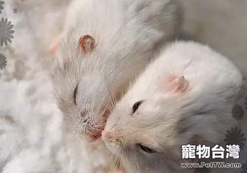 倉鼠的懷孕期一般有多長 