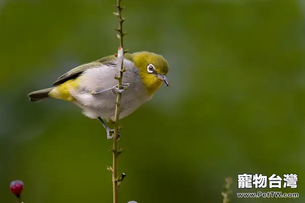 如何在大籠中挑選好的繡眼鳥