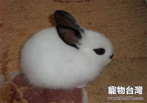 海棠兔的品種簡介