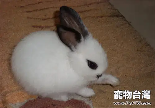 海棠兔的形態特徵