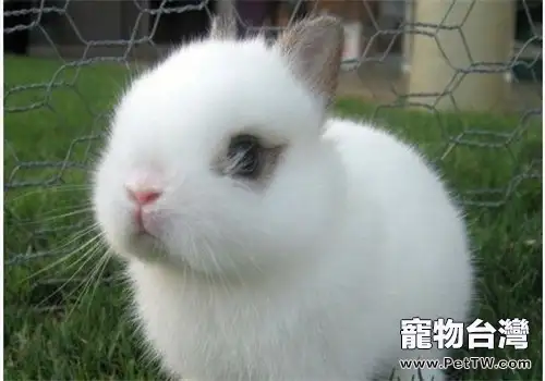 海棠兔的飼養及護理要點(1圖)-寵物台灣