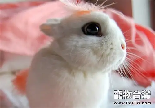 海棠兔的飼養環境佈置