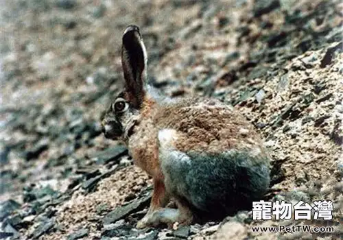 灰尾兔的品種簡介