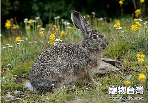 灰尾兔的形態特徵