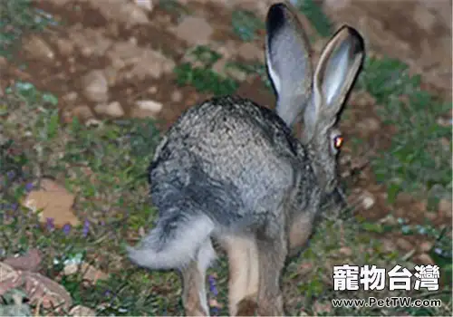 灰尾兔的護理要點