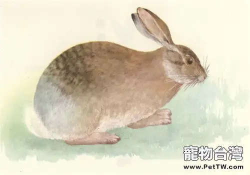 灰尾兔的野外分佈區域