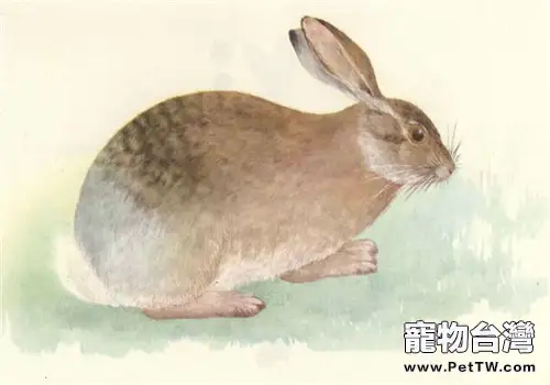 灰尾兔的野外分佈區域(1圖)-寵物台灣
