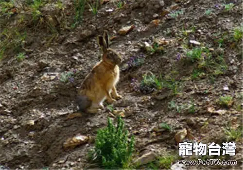 灰尾兔的食物選擇