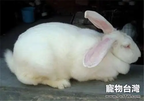 哈白兔的品種簡介