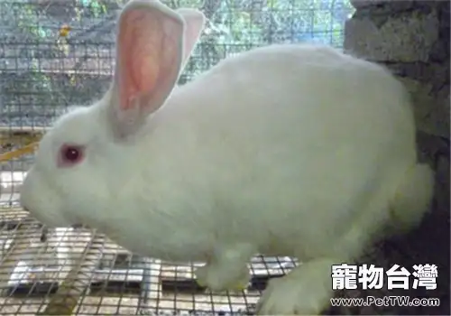 哈白兔的飼養方法(1圖)-寵物台灣