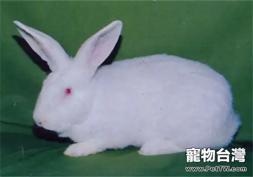 哈白兔的飼養環境