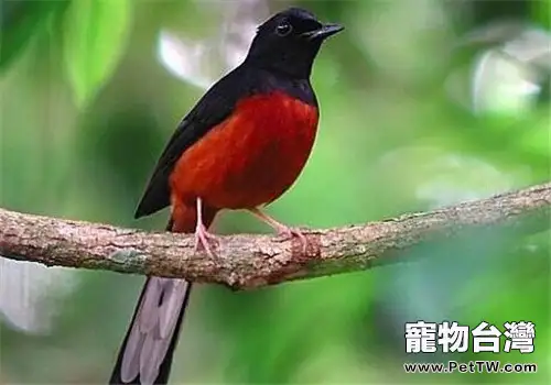 四喜鳥對生活環境的要求(1圖)-寵物台灣